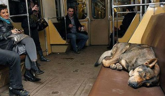Dog Naps On Moscow Train 2