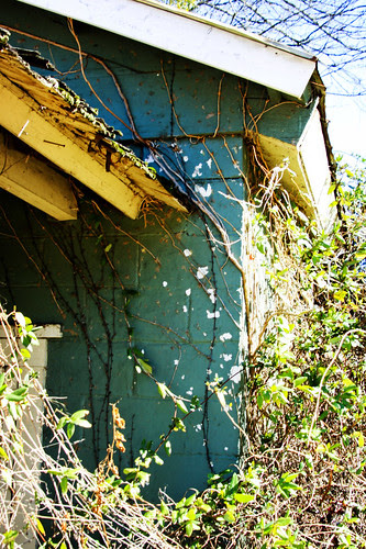 overgrown