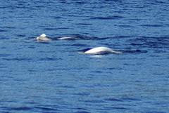 DSC02571 Beluga with calf