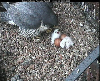 Mum and two chicks