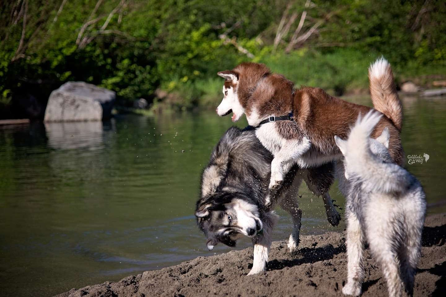 hinh anh,hinh nen cho alaska