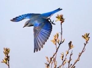 コブクロ Blue Bird 歌詞の意味や収録アルバムは アニメ バクマン オープニングテーマ