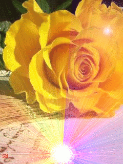 Желтая роза в лучах света