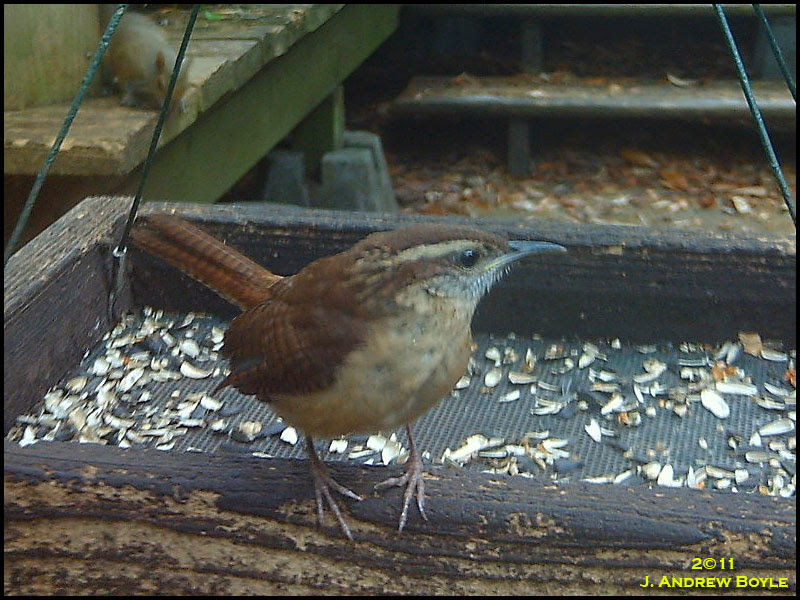 Carolina Wren Carolina Wren
