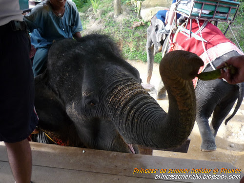 Elephant Trekking & Safari 14