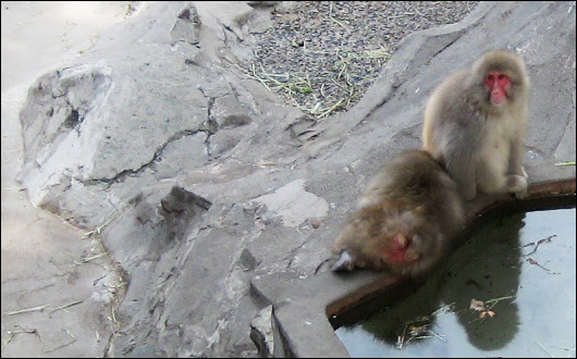 上野動物園 ニホンザル