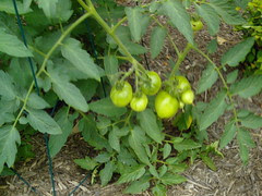 tomatoes