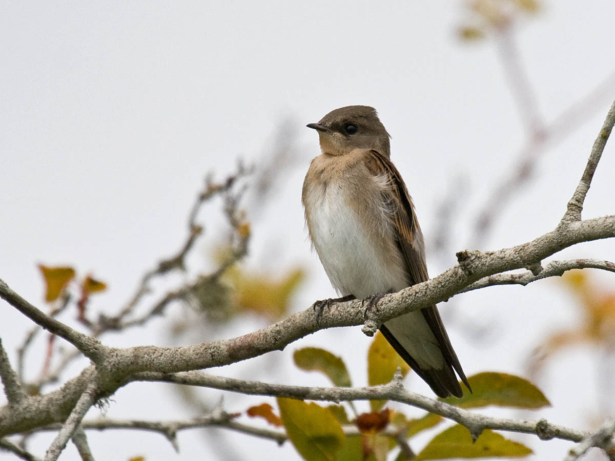 Northern Rough-winged Swallow Northern Rough-winged Swallow