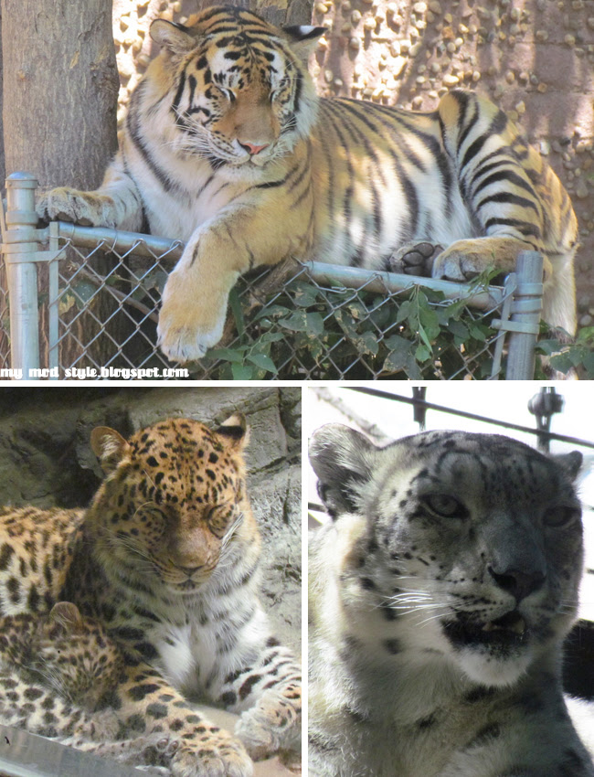 Denver Zoo Collage2 kitties