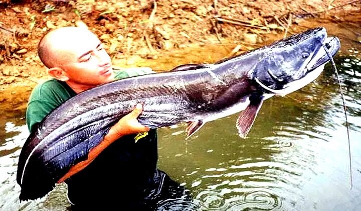 27 Nomor mimpi ikan gabus