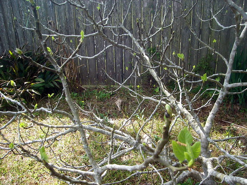 Baby Figs Leaves