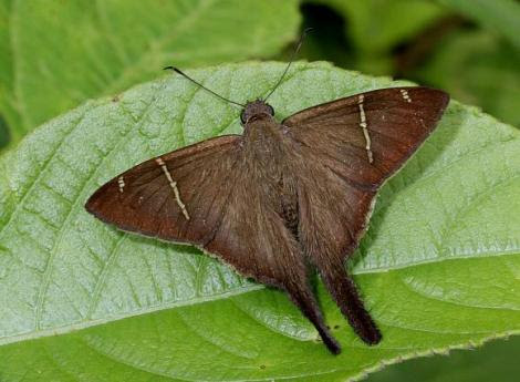 Por: Learn about butterflies