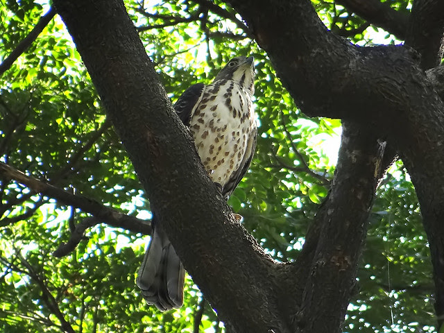 鳳頭蒼鷹/無限台南