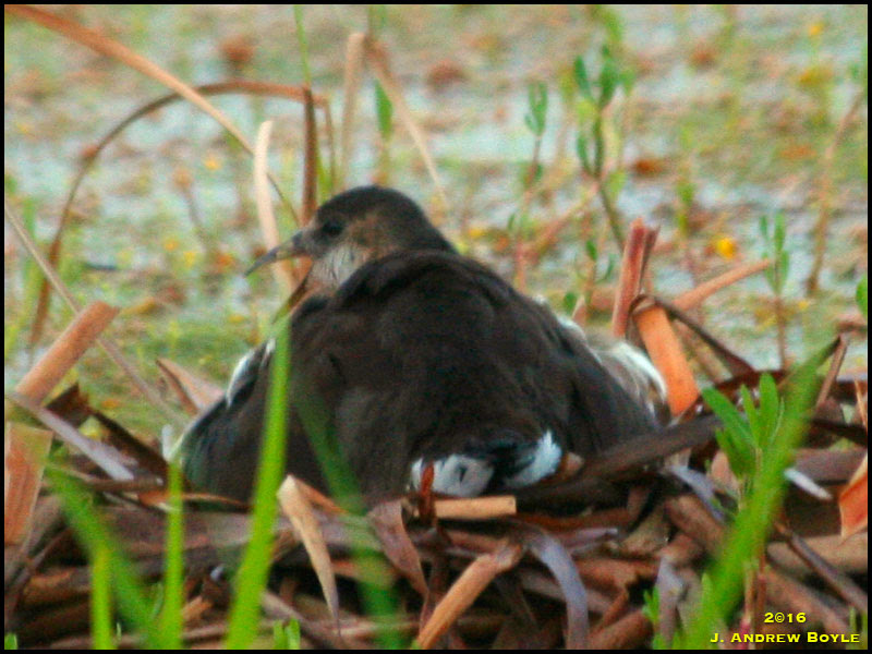 Common Gallinule Common Gallinule