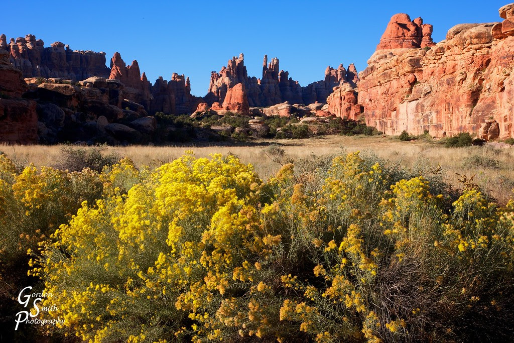 wildflowers and spires in canyonlands needles devils kitchen wildflowers at sunrise