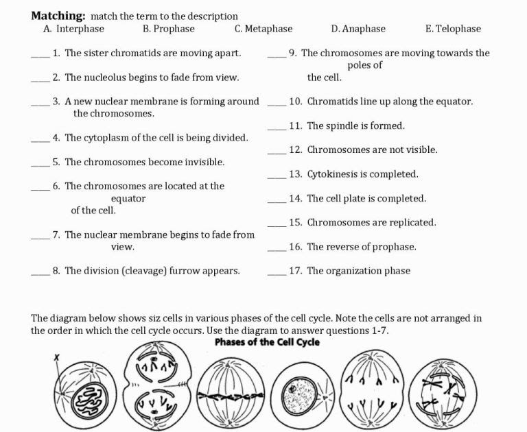 prokaryotic-and-eukaryotic-cells-worksheet-answer-key-pdf-worksheet