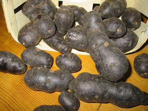 pommes de terre vitelotte