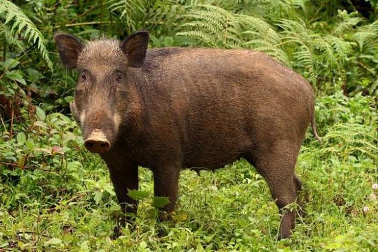 73 Gambar Babi Hutan Jawa Terbaik - Gambar Pixabay