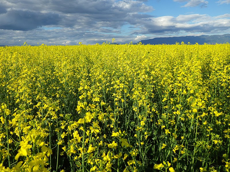 File:Brassica rapa (7490648454).jpg