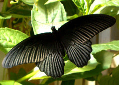 Black Beauty