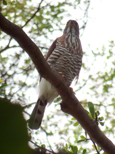 鳳頭蒼鷹/無限台南