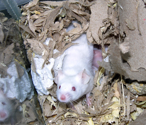Mother and babies