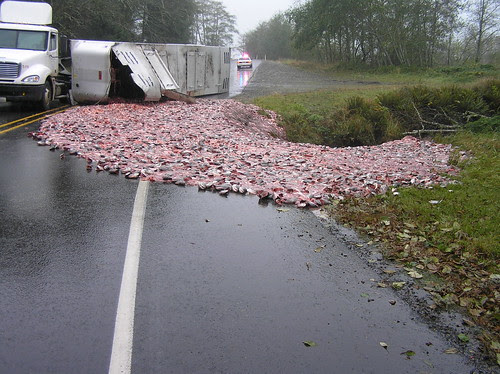Fish heads and guts spill on US 101