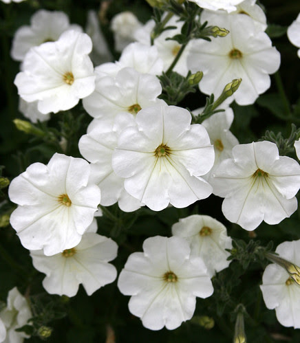 petunia axillaris cl