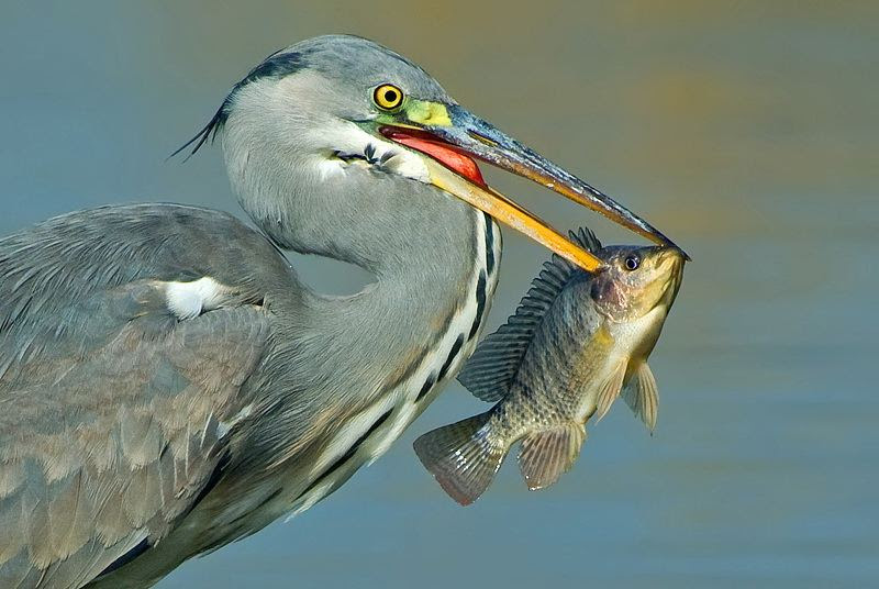 Fascinating photos of birds from the photographer Zander Yaqui