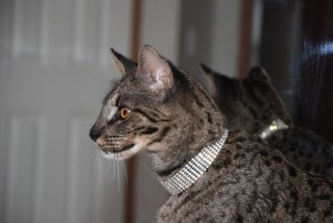 Male Savannah cat