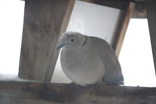 Collared Dove