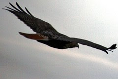 redtail in flight 3