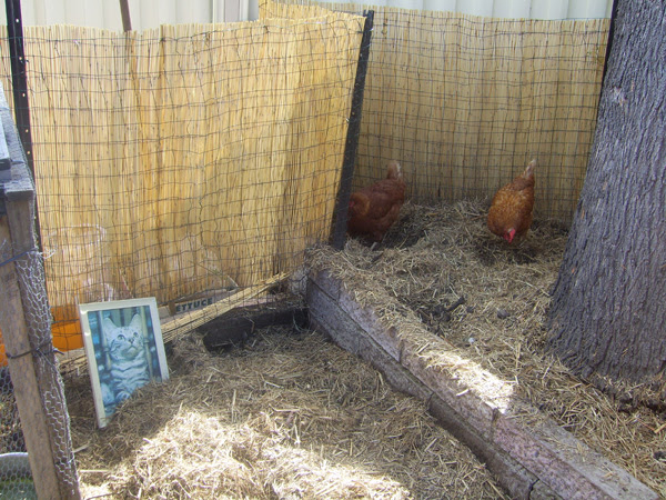 chooks @ sills bend
