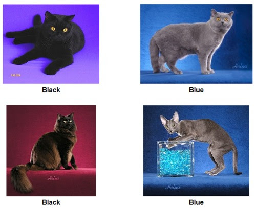 solid cat coats