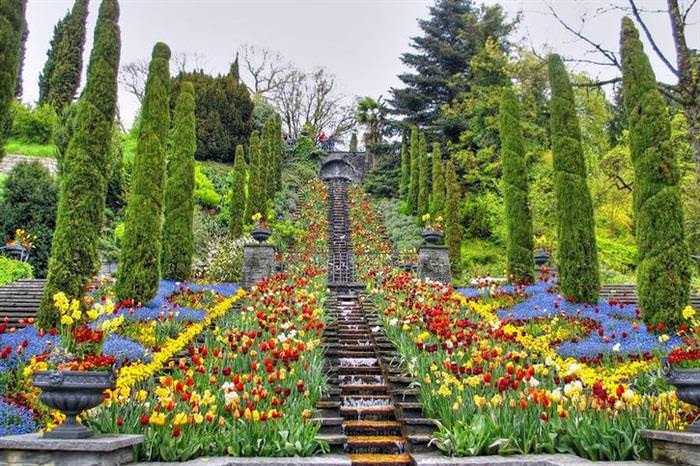 spring flowers
