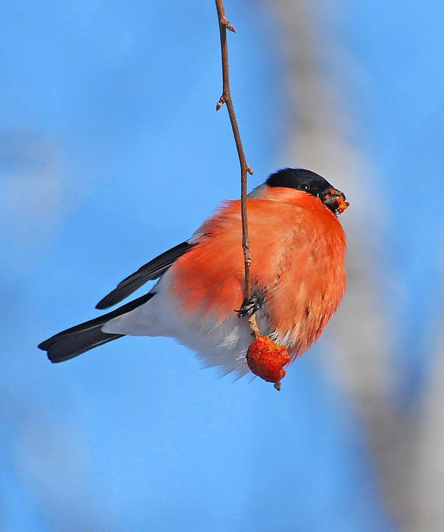 Bullfinch, or ordinary bullfinch (lat. Pyrrhula pyrrhula)