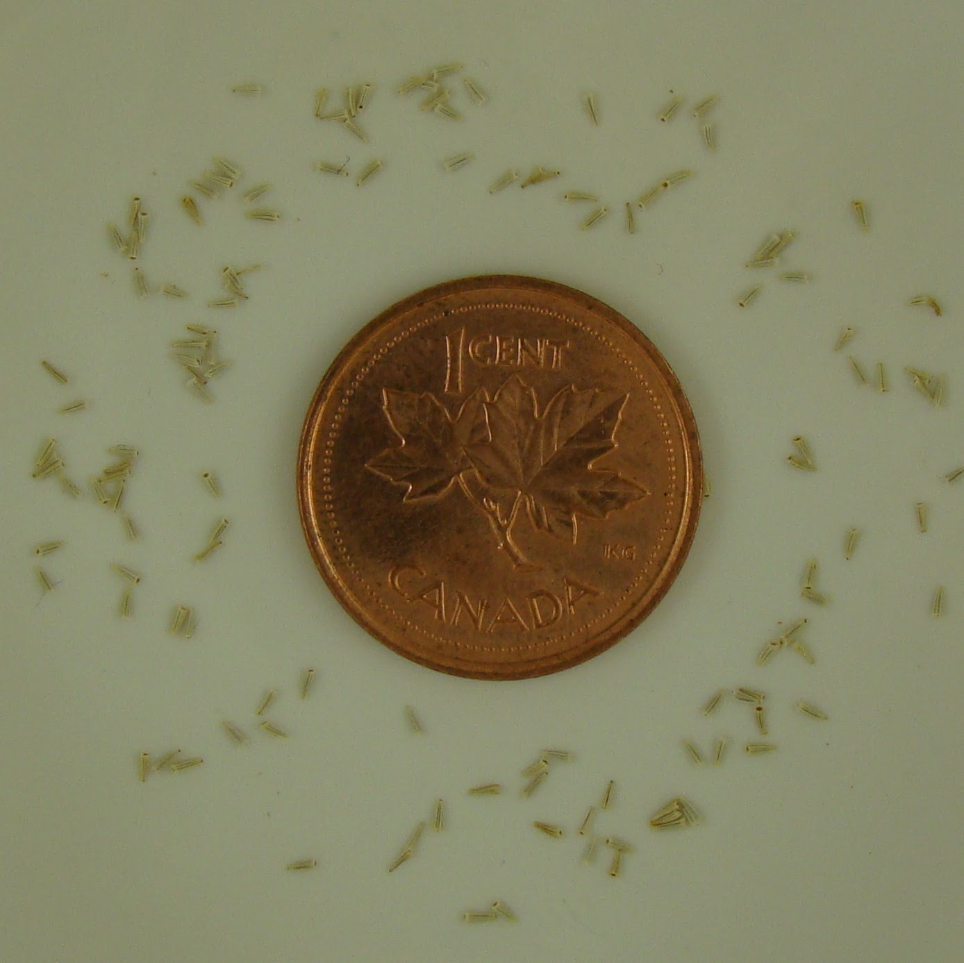 1bag New Beautiful Chrysanthemum Seeds Potted Flower Seed Garden Yard