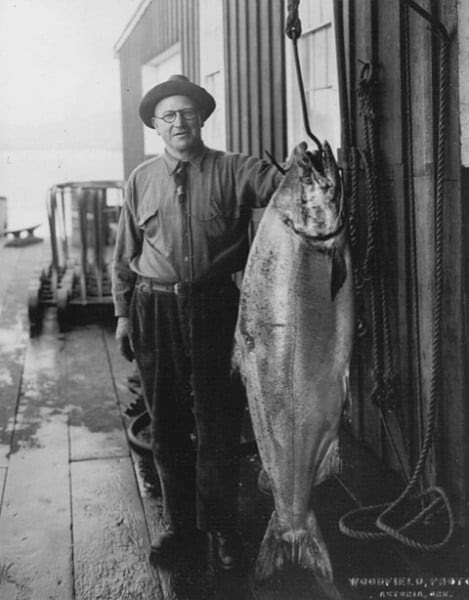 A historically large Chinook salmon from the Columbia River.