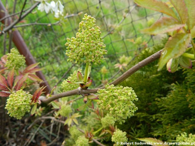 bez koralowy 'Plumosa Aurea' bez koralowy 'Plumosa Aurea'