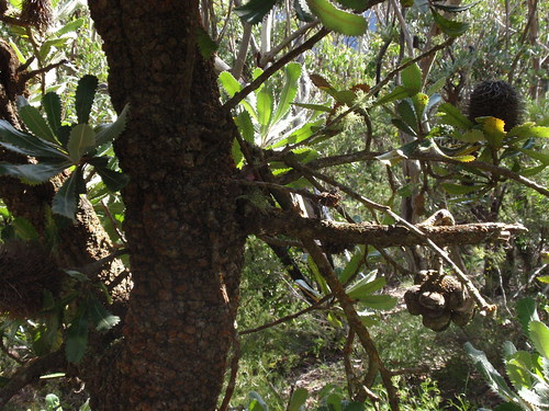 Old banksias
