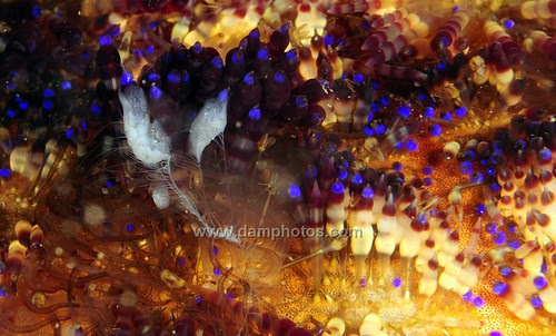 Ctenophore on a Fire Urchin