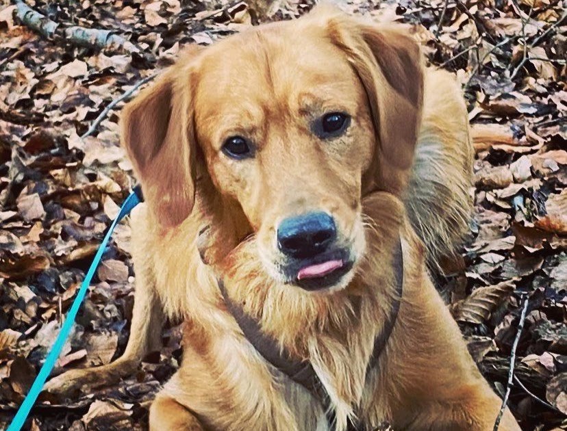 Einzigartig Hund Streckt Zunge Raus