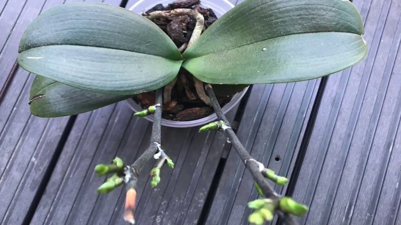 Keiki paste for plants