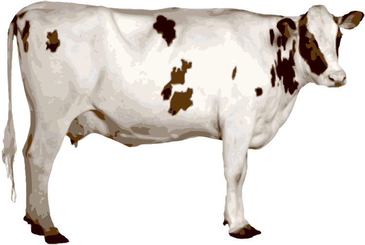 Cow Images Png Sahara