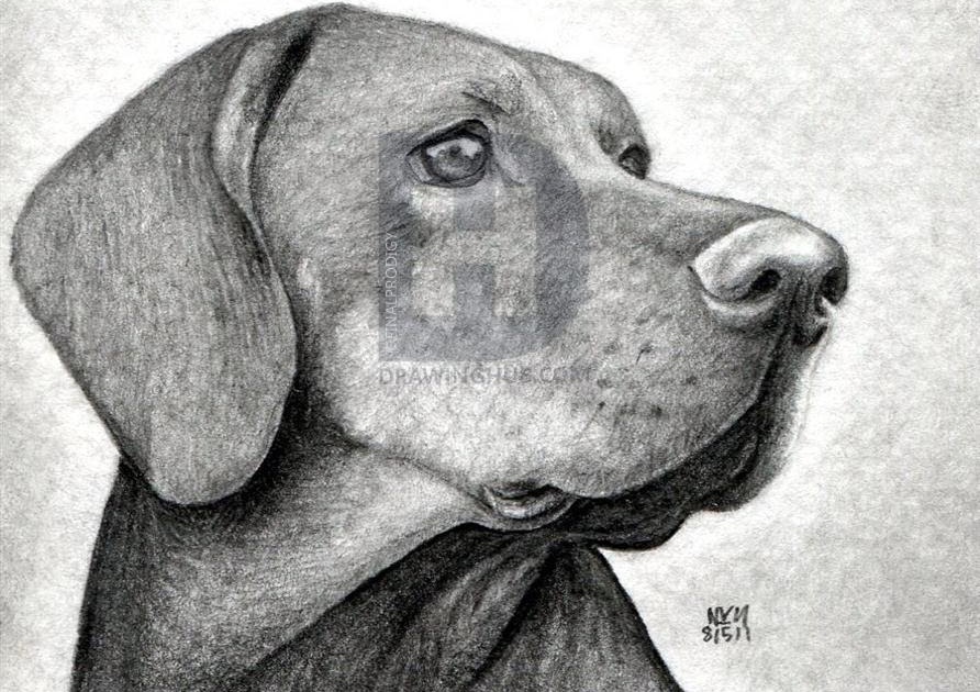 Realistic Drawings Of Dog / 15 Portraits Of Dogs That Are Actually