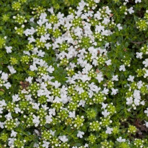 Thymus_praecox_Albiflorus