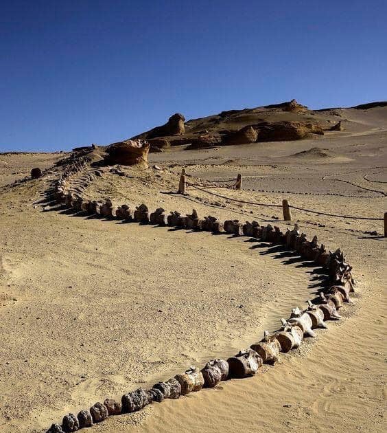 HAPPY-ME: Fossil of 37 million years old Whale Skeleton found in Wadi ...