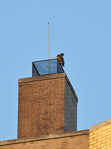 Norman atop St. Luke's