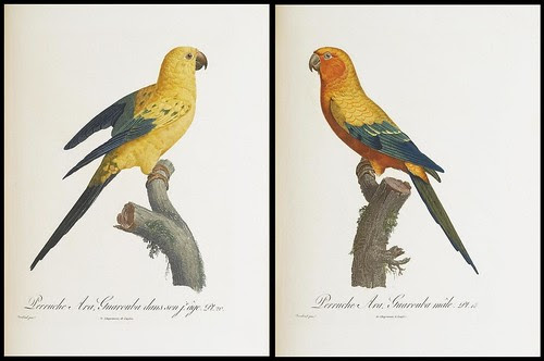 Histoire naturelle des perroquets by François Le Vaillant 1801-1805 (Sotheby's)