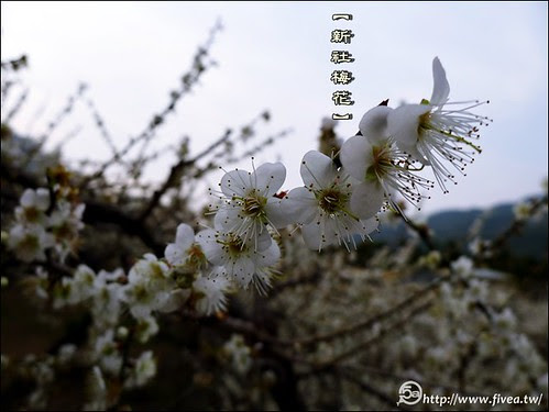 新社梅花森林 新社梅花森林